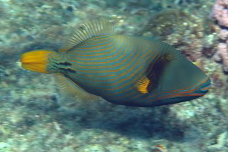 Balistapus undulatus - Gelbschwanzdrücker (Orangestreifen-Drückerfisch)